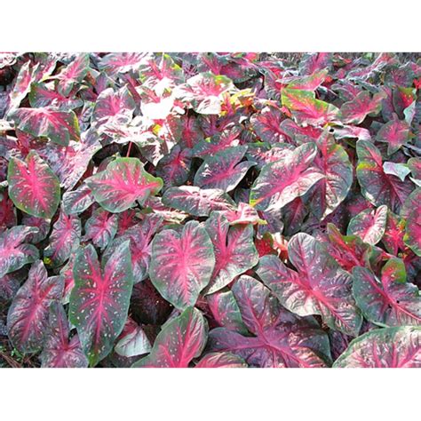 Caladium Varieties | Caladium Plants for Sale - Terra Ceia Farms