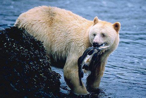 The White Kermode Spirit Bears of Vancouver Island! British Columbia Scientists estimate there ...