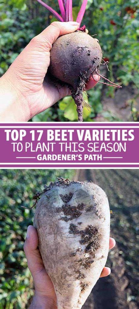 17 of the Best Beet Varieties to Plant | Gardener's Path