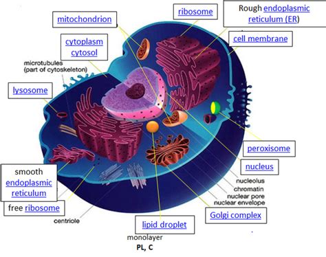 The Modern Cell Theory Timeline Kaylie Butler 8 | Timetoast timelines