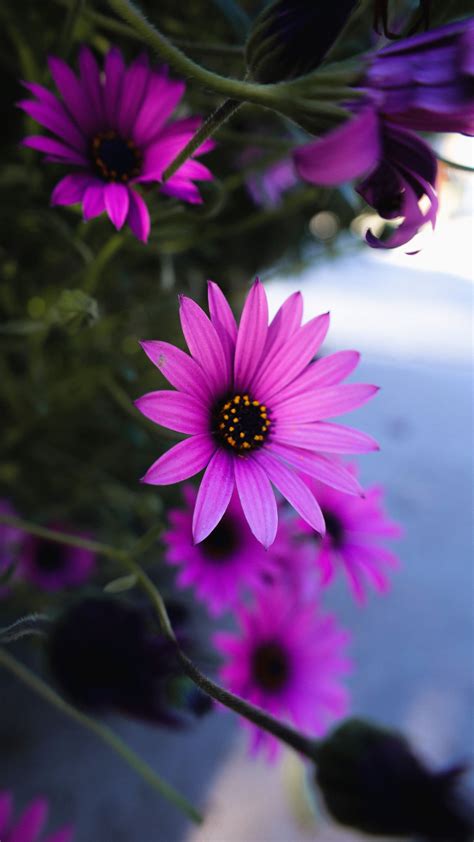 Purple Daisy Wallpaper