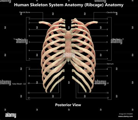 Menschliches Skelett System Rib Cage Posterior View Anatomy Stock | The Best Porn Website