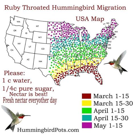 2024 Hummingbird Migration Map - Perla Kristien