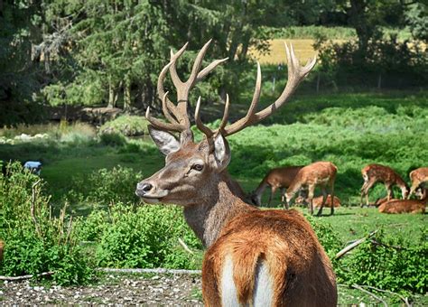 2,000+ Free Antler & Deer Images - Pixabay