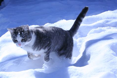 Snow Kitten | My cat leaping in the snow #356 on Explore Tha… | Flickr