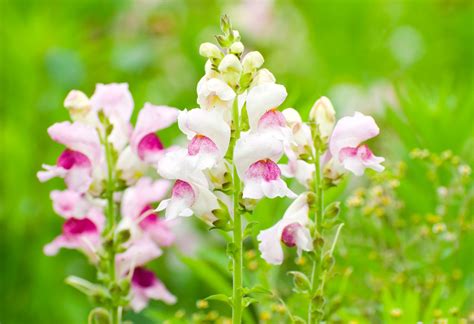 Snapdragon | Plant, Flower, & Facts | Britannica