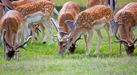 Deer Herd Close-up Free Stock Photo - Public Domain Pictures