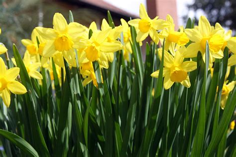 Pasen Bloemen Narcissen - Gratis foto op Pixabay