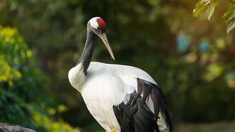 The Japanese Crane, A Symbol Of Luck, Is Out Of Luck - WorldAtlas