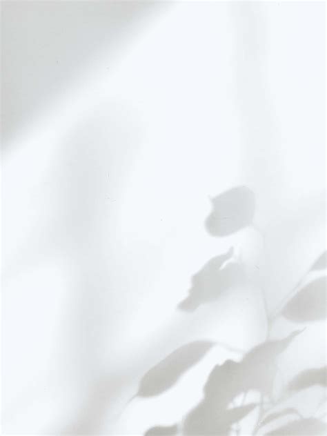 Download White Image Background Leaves Shadow | Wallpapers.com