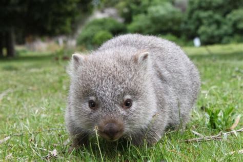 156 Good Wombat Names – Animal Names