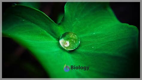 Hydrophobic - Definition and Examples - Biology Online Dictionary