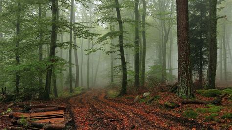 Foggy Forest Wallpapers - Top Free Foggy Forest Backgrounds ...