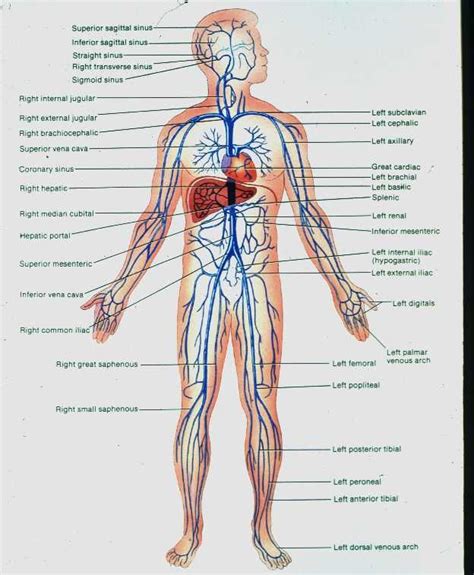 human body arteries and veins - Vernie Danielson