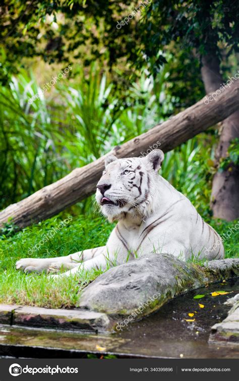 White Royal Bengal Tiger — Stock Photo © PantherMediaSeller #340399896