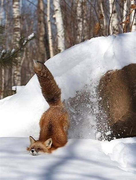 14 Images Of Snowy Animals In Winter That Will Delight You