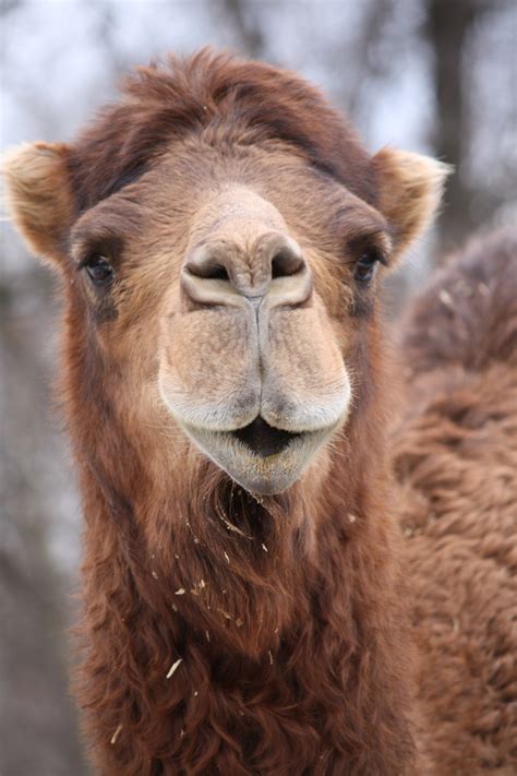 File:Dromedary Camel 15.jpg - Wikimedia Commons