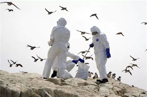 UK declares new 'bird flu prevention zone' as Brits facing worst ...