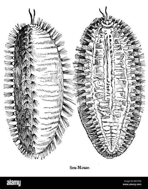 Sea Mouse Anatomy