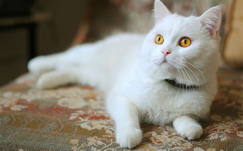 White cat with yellow eyes / 2560 x 1600 / Animals / Photography | MIRIADNA.COM