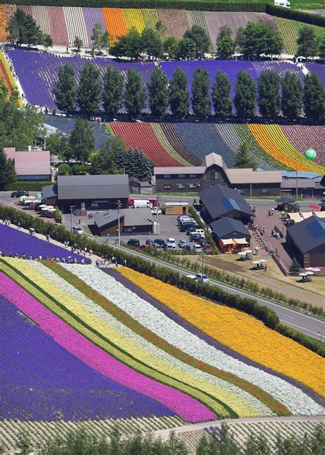 Lavender fields in Hokkaido's Furano in full bloom