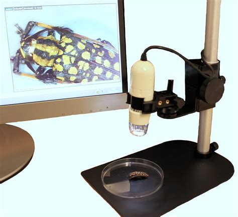 DINO-LITE USB Digital Microscope, 10x-50x & 200x mag. 0.3MP resolution: Amazon.co.uk: Welcome