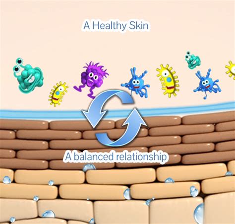 The Skin Microbiome and the Skin Barrier: A Delicate Relationship ...