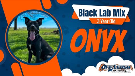 Black Lab Mix, 3 yrs old , Onyx | Best Dog Training Central Missouri | Off Leash K9 - YouTube