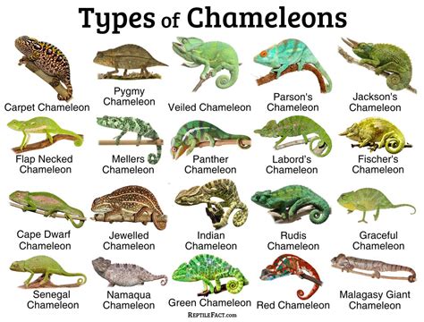 Chameleons: Facts and List of Types With Pictures - Reptile Fact