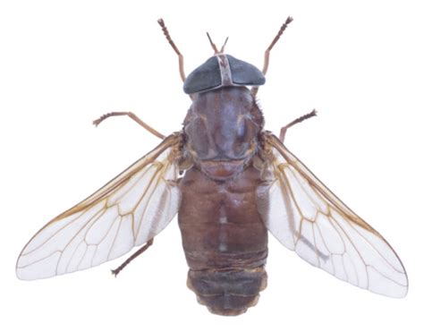 How to Get Rid of Fly Infestations | Hunker