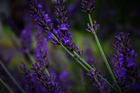 Free photo: Lavender Flower - Blooming, Flower, Fragrance - Free ...