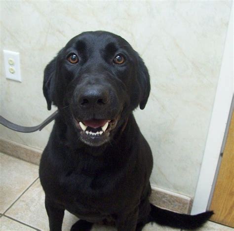 3 year old female black lab | Flickr - Photo Sharing!