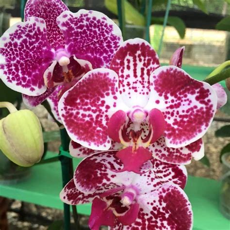 Orchids Dominicana USA