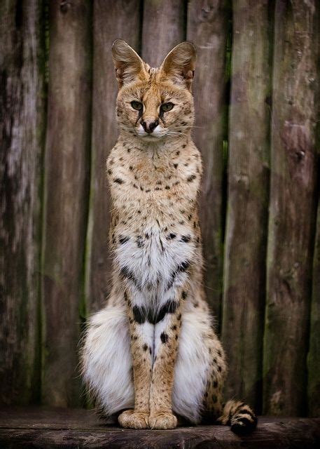 Serval wild cat. THE CAT DEFINITELY HAS A LYNX IN THE MIX. | LIONS & TIGERS &..... | Serval cats ...