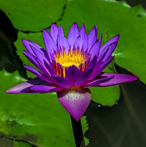 Blue water lily - Tissamaharama, Sri Lanka | National Flower… | Flickr