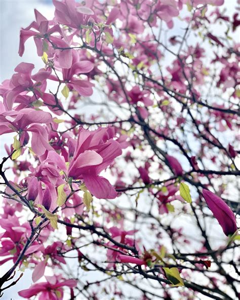 Paris in Bloom: Where to See Early Spring Flowers - Landen Kerr