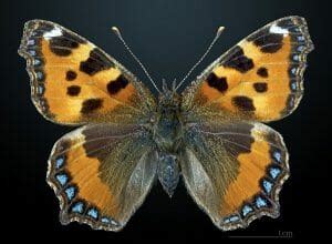 Bilateral Symmetry - Definition and Examples | Biology Dictionary