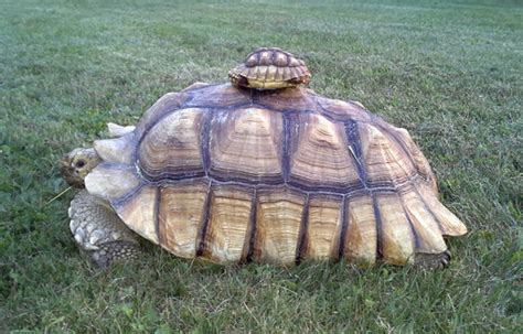 Are Turtles Easy To Keep As Pets - Pets Retro