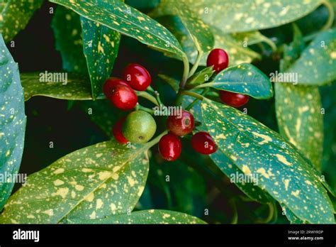 Aucuba japonica 'variegata' Stock Photo - Alamy