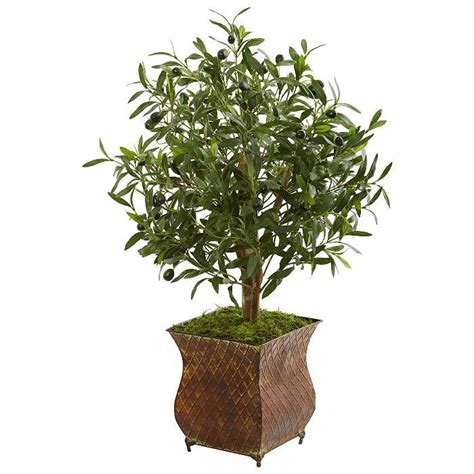 Here's How to Care for an Indoor Olive Tree