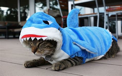 Cat wearing shark costume | Cat shark costume, Pet costumes, Shark costumes