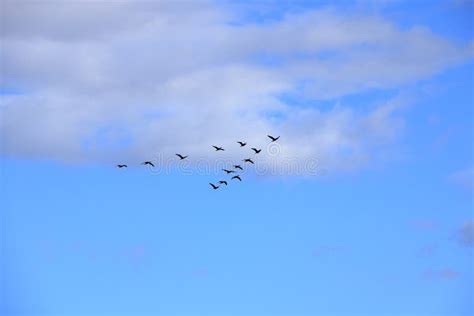 Flock of Birds Flying in V-formation Stock Image - Image of hunting ...