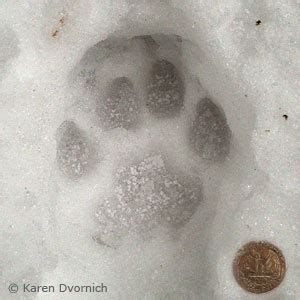 Bobcat vs cougar paw prints - momsgilit