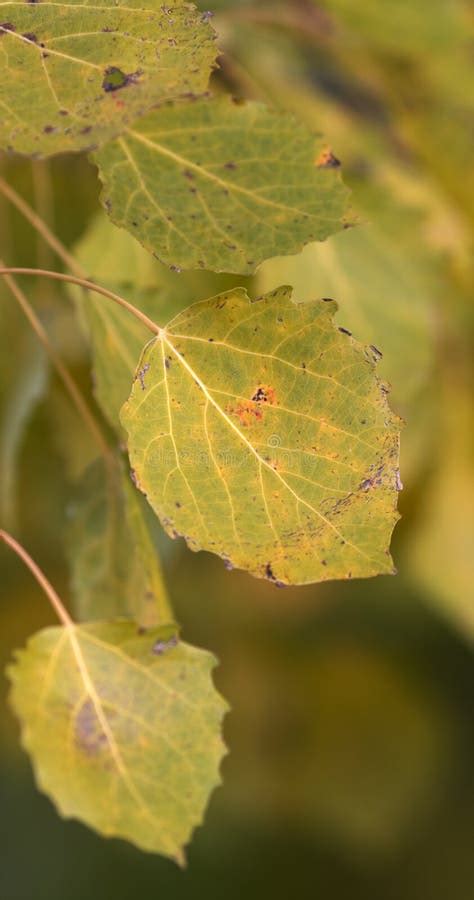 Aspen Leaves in Autumn Close â€“up View, Autumn Aspen Leaves on a ...