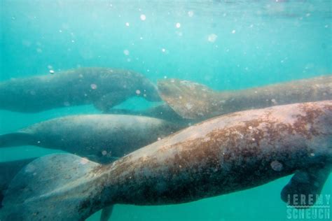 Meet the Manatee Family! – Rincon Paddle Boards, Rentals, Surf Lessons ...