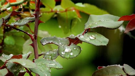 Raindrops Rainy Day Live Wallpaper | 1920x1080