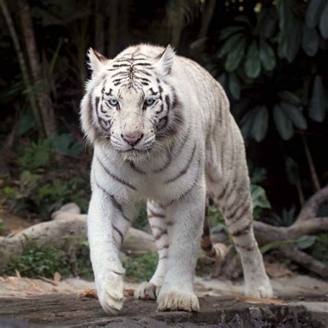 White tiger | Description & Facts | Britannica