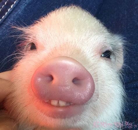 Piggy teeth! | piggies | Pinterest | Animal, Piglets and Mini pigs