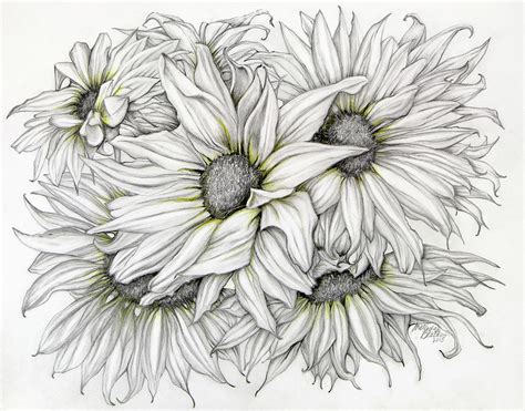 Pencil Drawing Of A Sunflower - Rectangle Circle