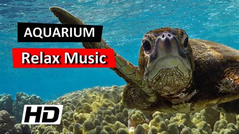 Relaxing Music Aquarium Coral Reef Collection: Calm Music [HD Nature] - YouTube